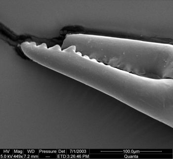 Media type: image;   Invertebrate Zoology 134640